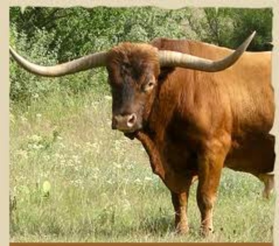Texas Longhorn