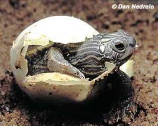 Turtle Eggs