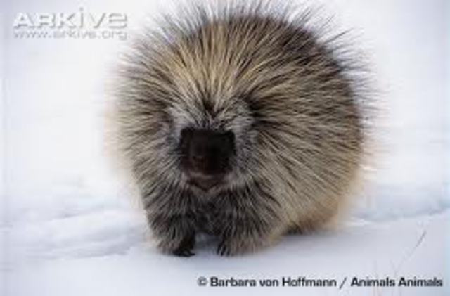 The porcupine