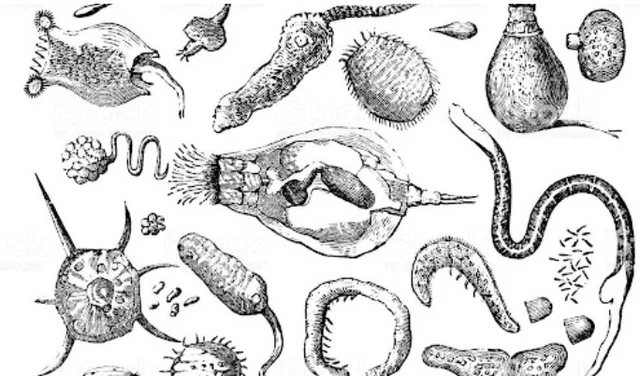 Descubrimiento de microorganismos - Antonie van Leeuwenhoek