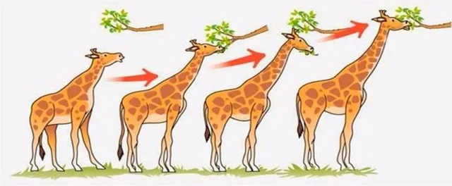 Teoría de la evolución "Philosophie zoologique" - Jean-Baptiste Lamarck