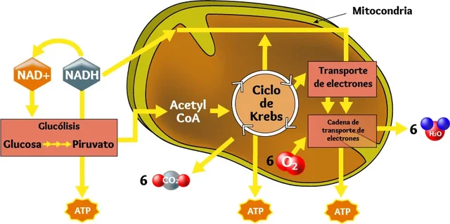Ciclo de Krebs - Hans Krebs