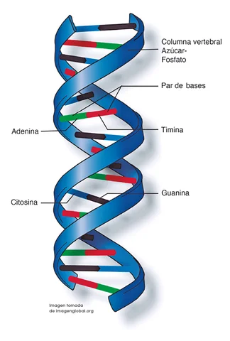 Estructura del ADN (doble hélice) - Francis Crick y James Watson - Rosalind Franklin