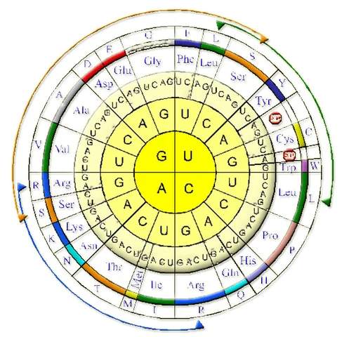 Síntesis del ADN y ARN - Severo Ochoa y Arthur Kornberg
