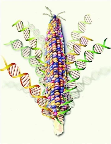 Descubrimiento de transposones - Barbara McClintock