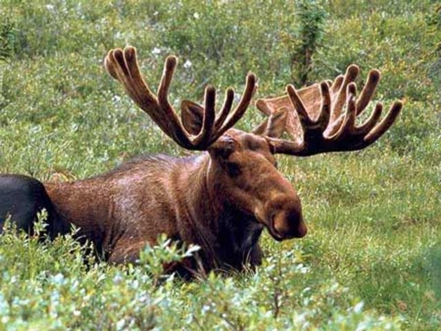 The Moose