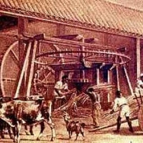 Capitanias Hereditárias e a Cana de Açúcar