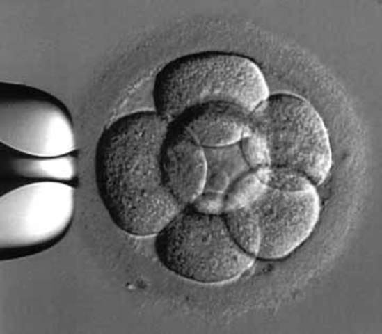 Fertilization and Replication of the Egg