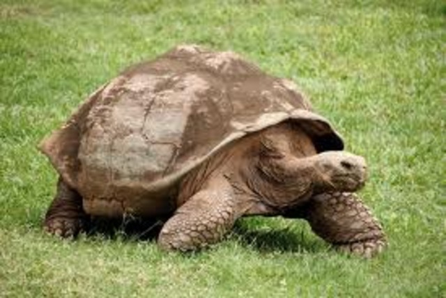 Tortoise