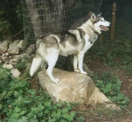 Worcester v. Georgia