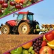 Cadena alimentaria