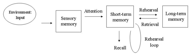 Atkinson and Shiffrin Create the Multi Store Model of Memory