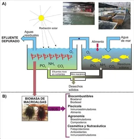 Innovación en biopetróleo. Se investiga el uso de algas y residuos como fuentes alternativas.