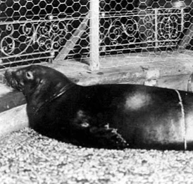 Foca Monje del Caribe