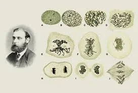Walther Flemming