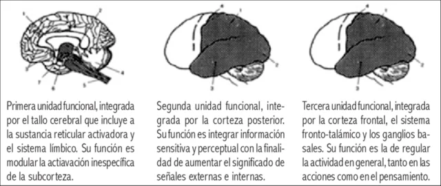 bloques funcionales de Luria