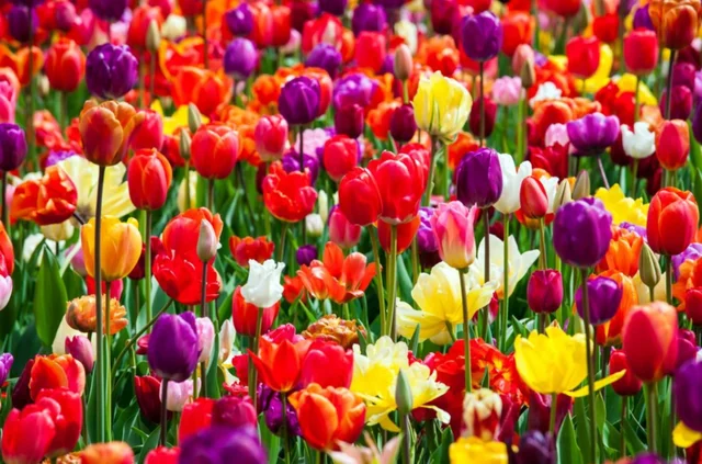 El olor de la floristería
