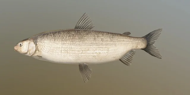 Blackfin Cisco