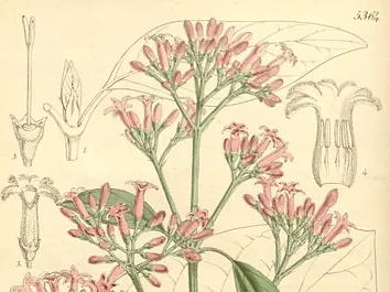 Uso de los pueblos originarios de la quina