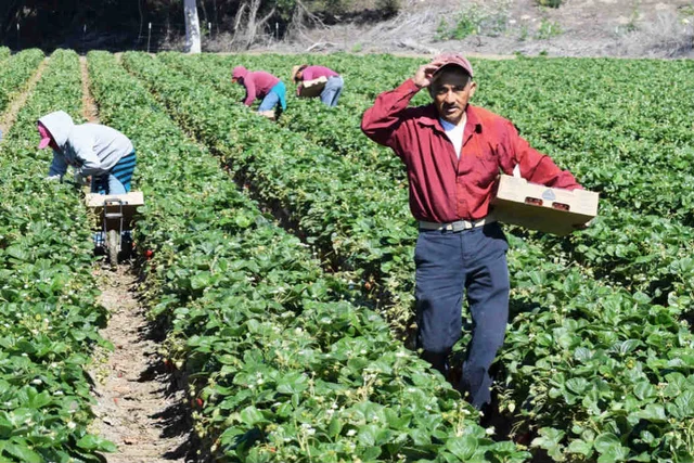 Migración de Trabajadores en el auge económico (1950-1970)