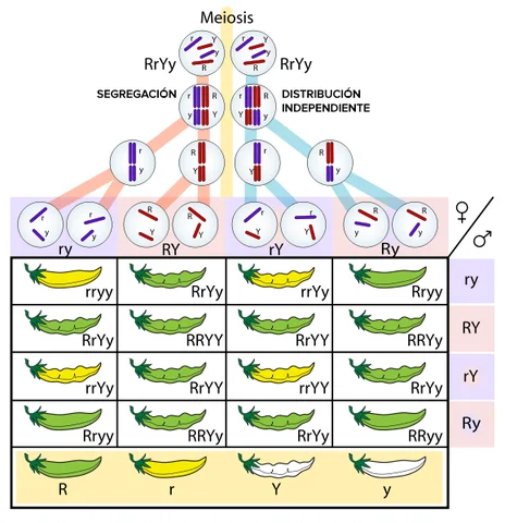 Teoría Genética de la Herencia