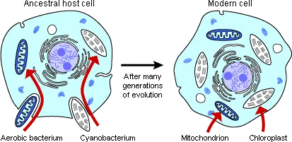 Teoría endosimbiótica