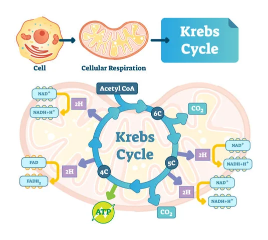 Ciclo de Krebs