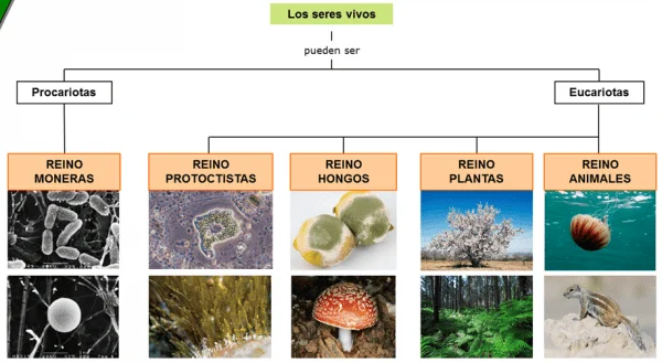 Clasificación de los reinos