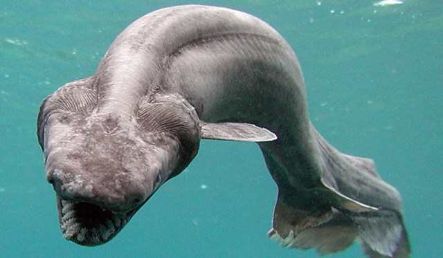 Awashima Marine Park in Japan catches a video tape of the rare frilled shark.