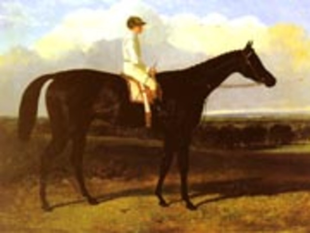 "Jonathan Wild" a dark bay race horse, at Goodwood, T. Ryder up