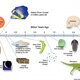 History of the earth timeline