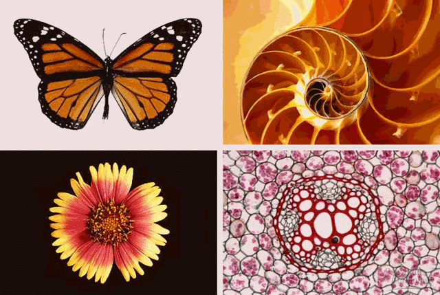 (3.5BYA) Forms of Life