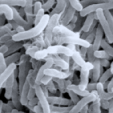 7th Pandemic of Cholera