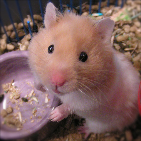 Hamster Bruna
