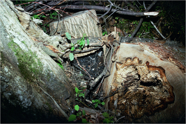 Harve calls NHSP; further remains discovered in a stump