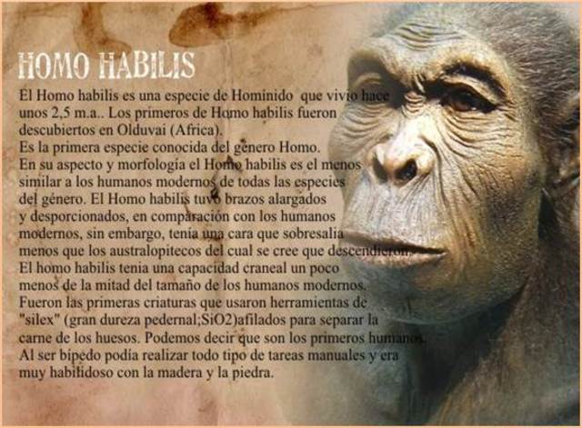 Homo Habilis: