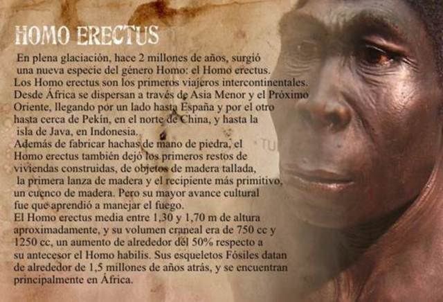 Homo Erectus