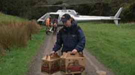 Timeline: Reintroduction of tui to Banks Peninsula