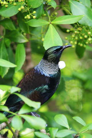 Disapperance of tui from Banks Peninsula