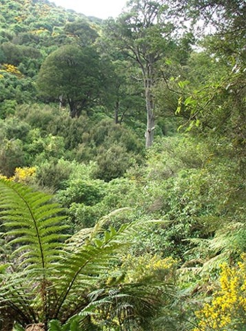 Tui Reintroduction Report