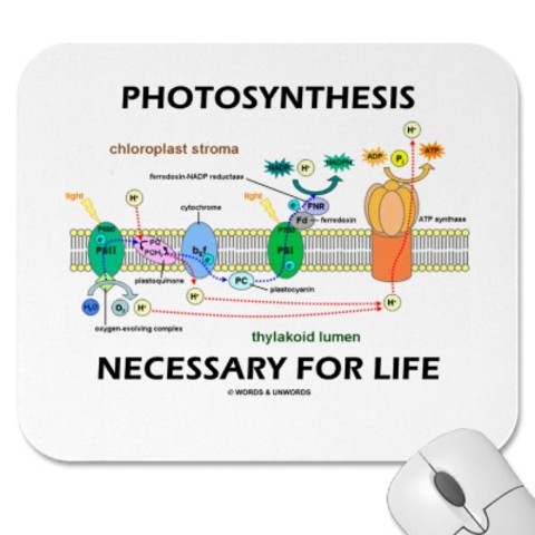 (3BYA) Photosynthetic Life