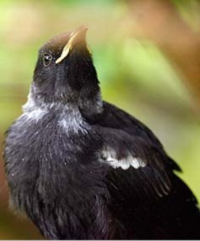 Breeding of transfered tui