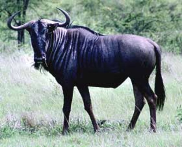 GNU
