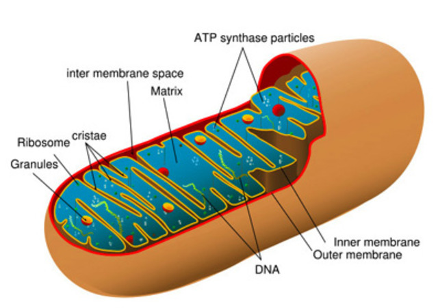 (2-1.5 BYA) Aerobic Prokaryotes Began to Live in Anaerobic Prokaryote