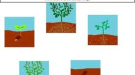 Timeline: Plant Life Cycle