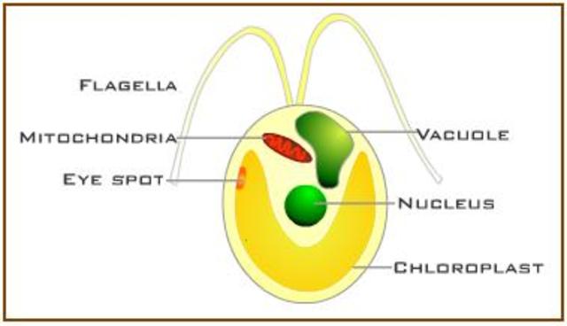(3.5 BYA) 3.5 Billion Years
