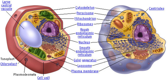 Introduction for Animal and Plant Cells