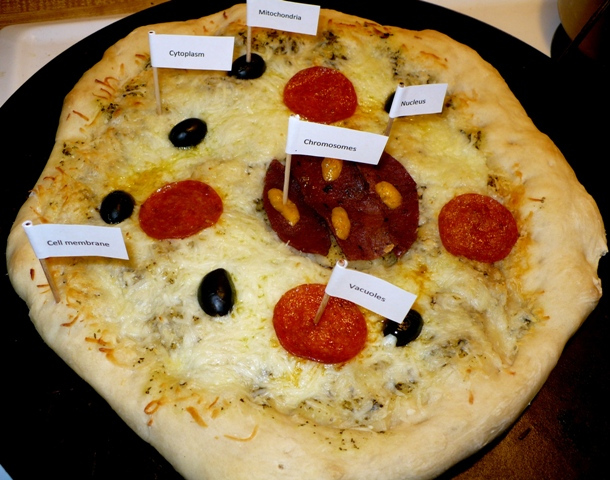 Animal Cells Continued