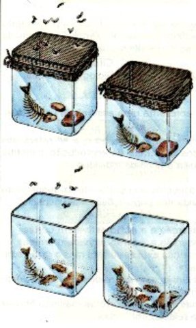 (1600-1700's) Redi's Experiment