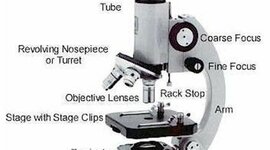 Timeline: The History of Microscopes
